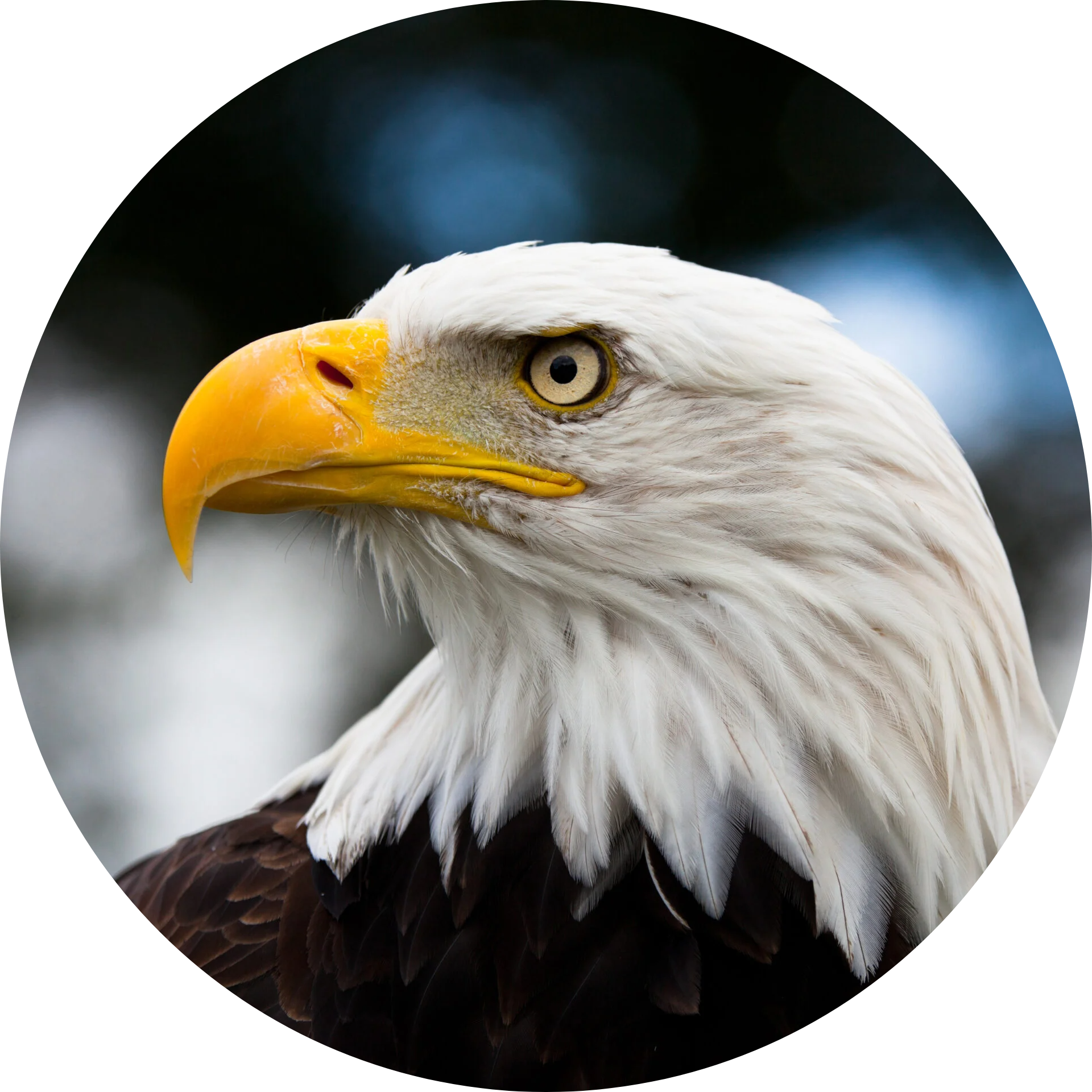 picture of eagle